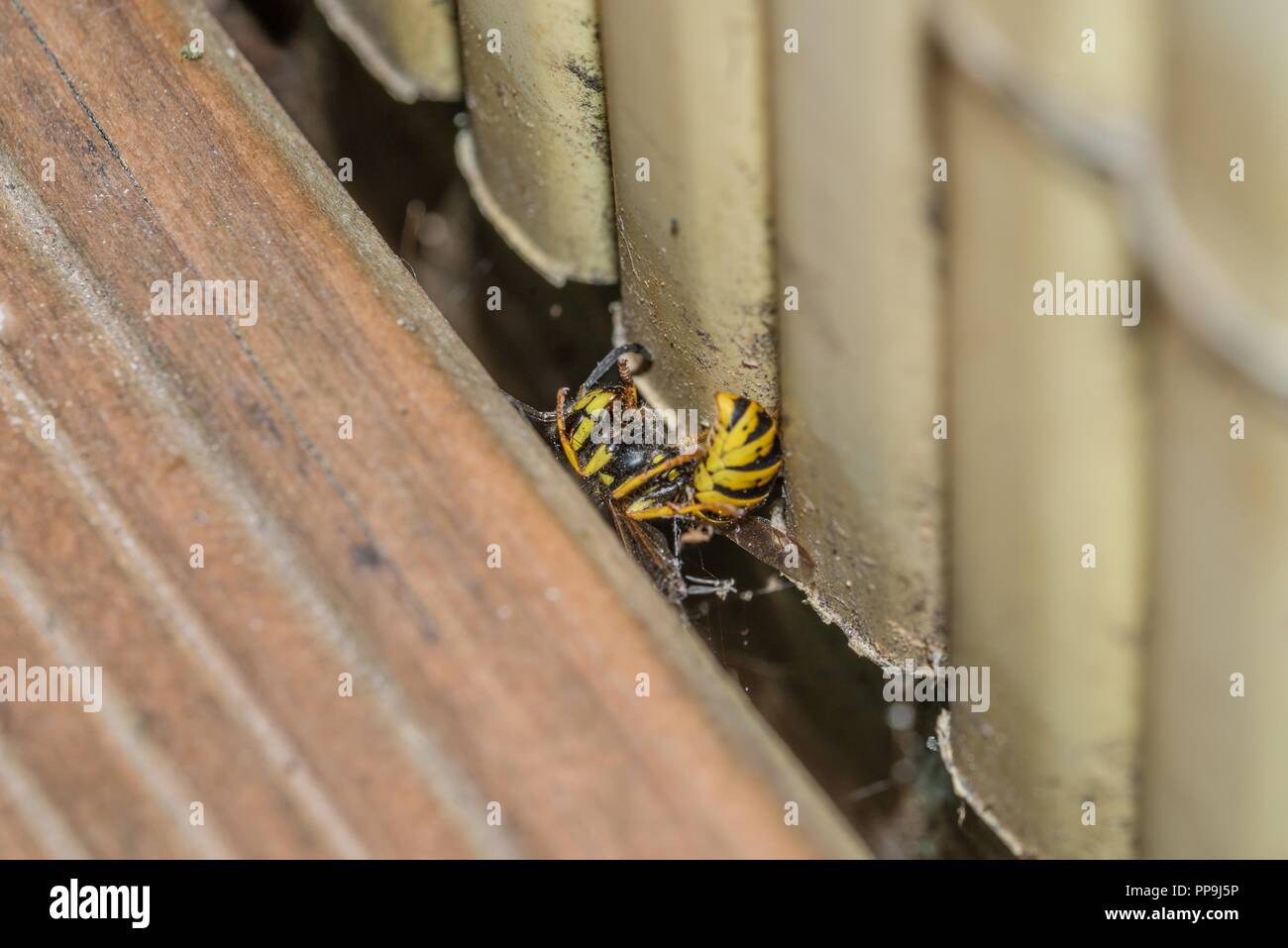 Une guêpe morte sur le plancher d'un balcon, Allemagne Banque D'Images