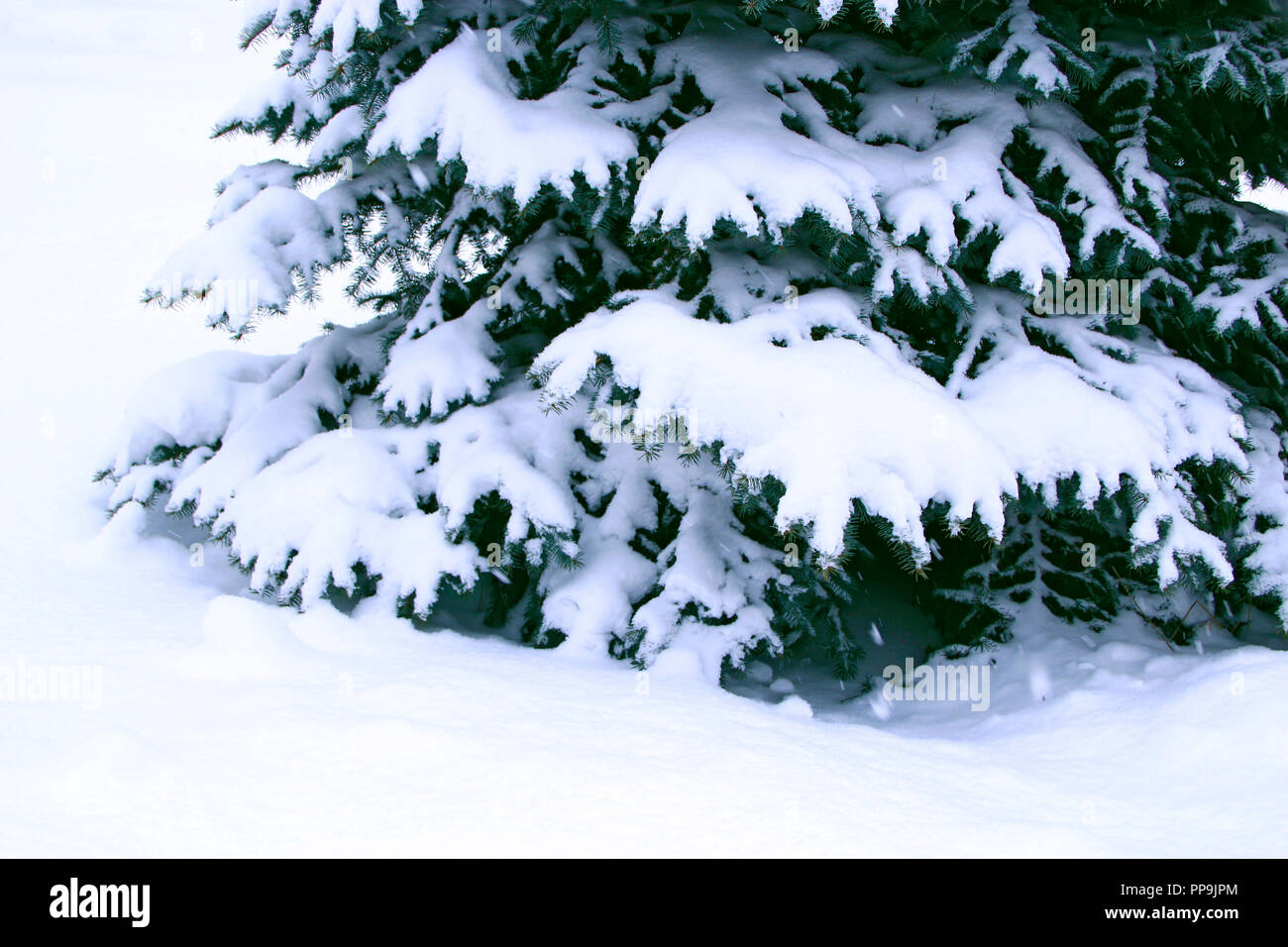 Branche de l'arbre à fourrure couverte de neige. Arbre de Noël dans la neige en hiver la forêt. Fée-conte magnifique arbre couvert de neige dans la forêt Banque D'Images