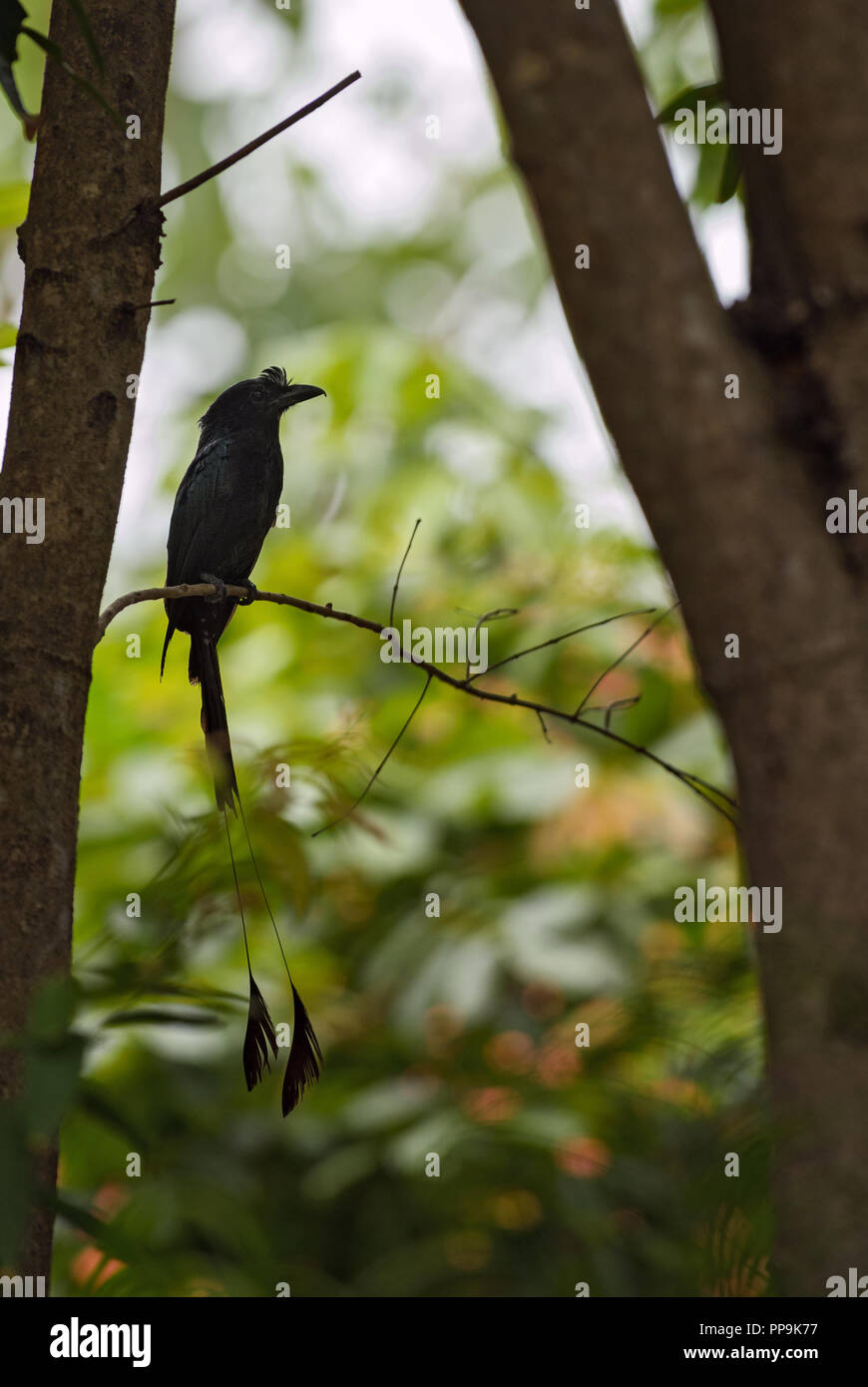 Plus de racket-tailed Drongo - Dicrurus paradiseus, oiseau percheur noir emblématique de l'Asie du Sud les forêts et les terres boisées. Banque D'Images