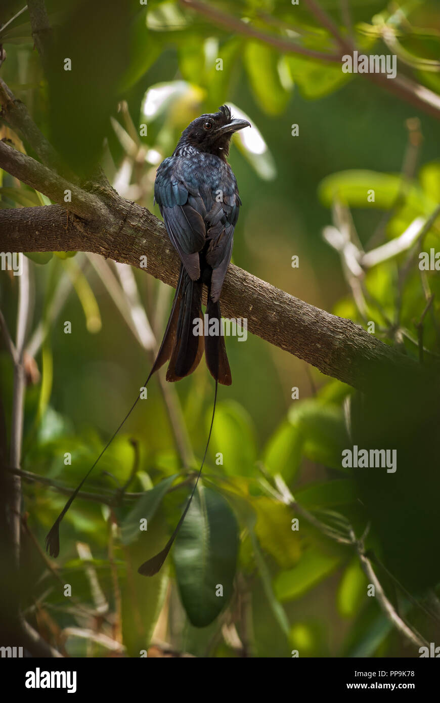 Plus de racket-tailed Drongo - Dicrurus paradiseus, oiseau percheur noir emblématique de l'Asie du Sud les forêts et les terres boisées. Banque D'Images