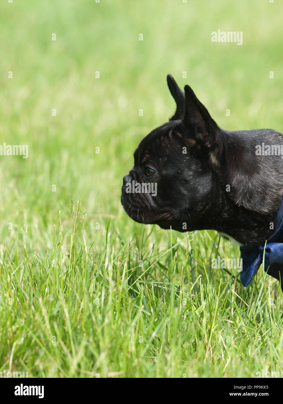 Une tête d'un chiot Bull Dog français noir. Banque D'Images