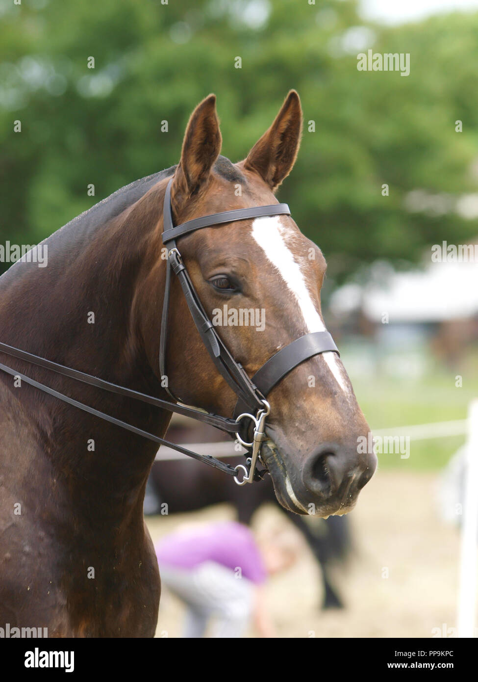 Bride Double Complète Pour Cheval Cob Avec Rênes - Estampillée Angleterre