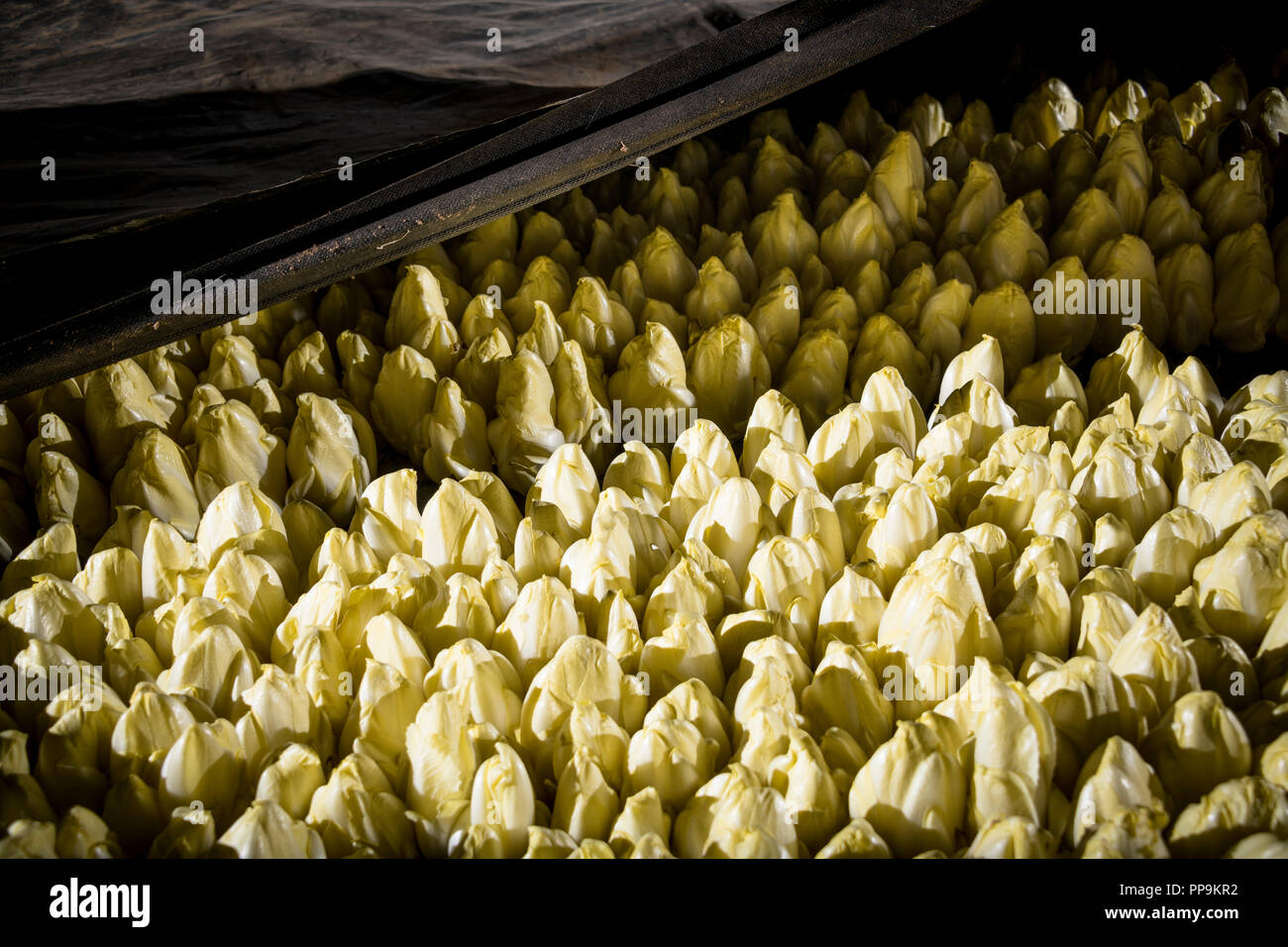 Les endives de plus en terre Banque D'Images