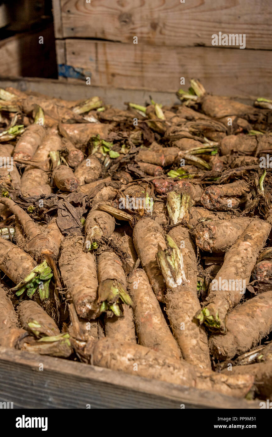 Chichory racines dans l'entreposage Banque D'Images