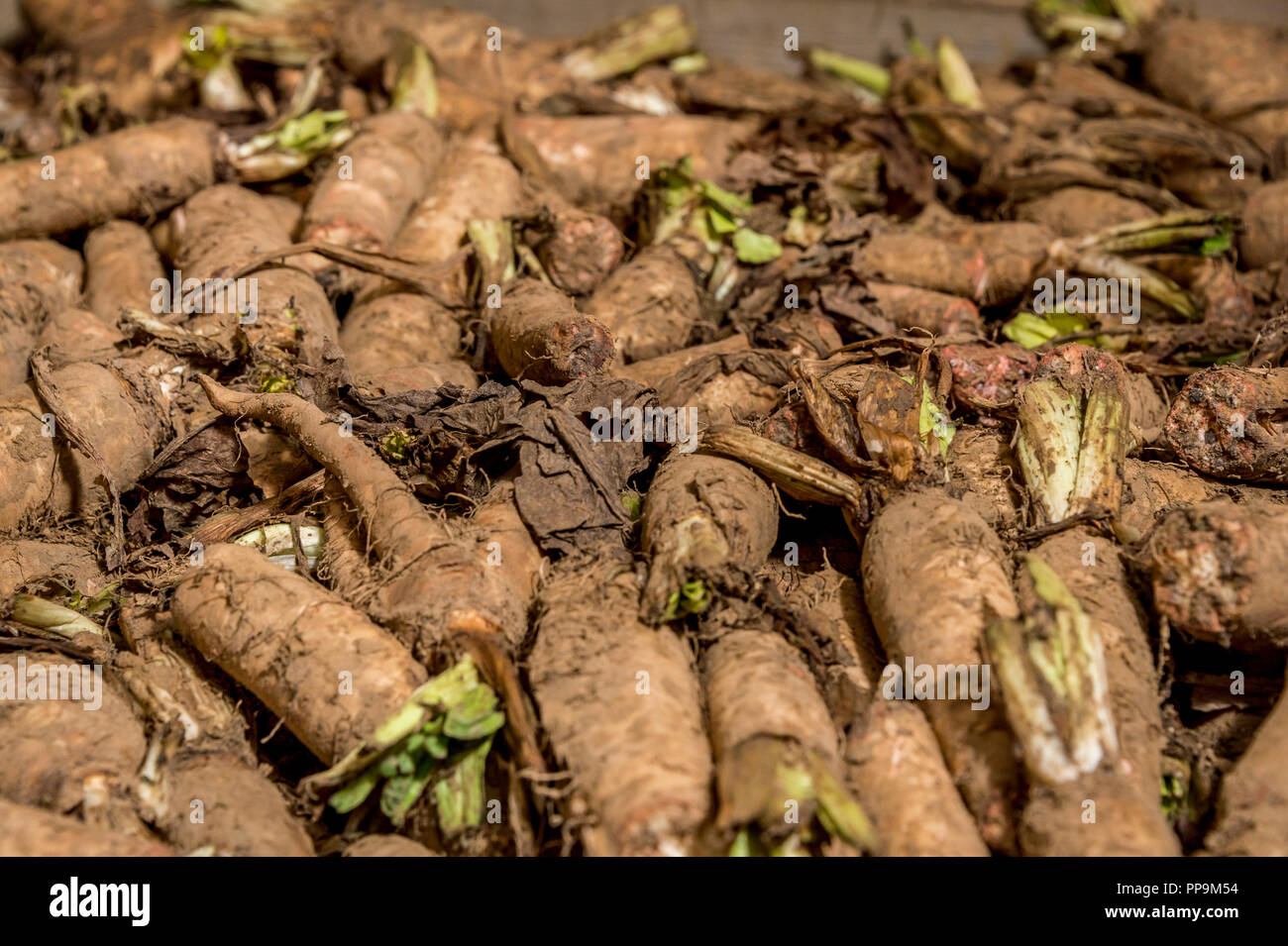 Chichory racines dans l'entreposage Banque D'Images