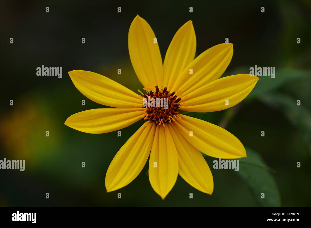 Fleur jaune sur fond sombre Banque D'Images