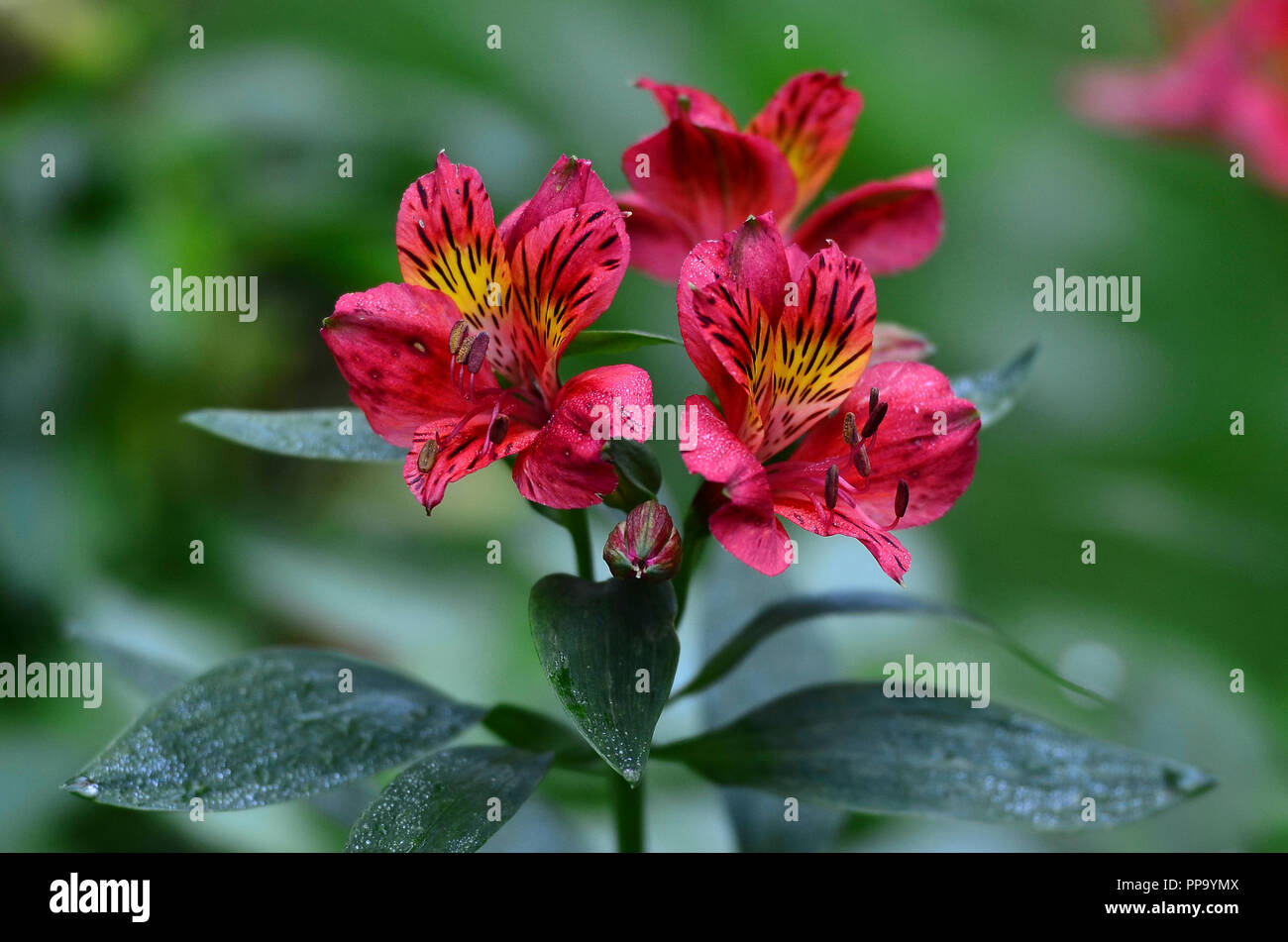 L'Alstroemeria Inca 'Gold' en fleurs Banque D'Images