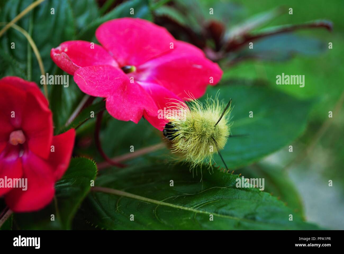 Ver laineux jaune fleur rose vif sur Caterpillar Banque D'Images Ver laineux jaune fleur rose vif sur Caterpillar Banque D'Images