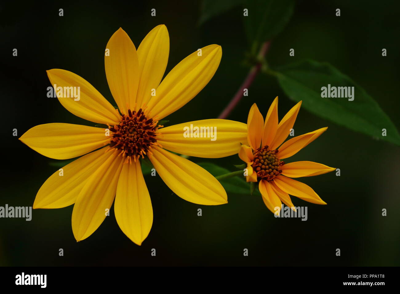 Fleurs jaunes sur fond sombre Banque D'Images