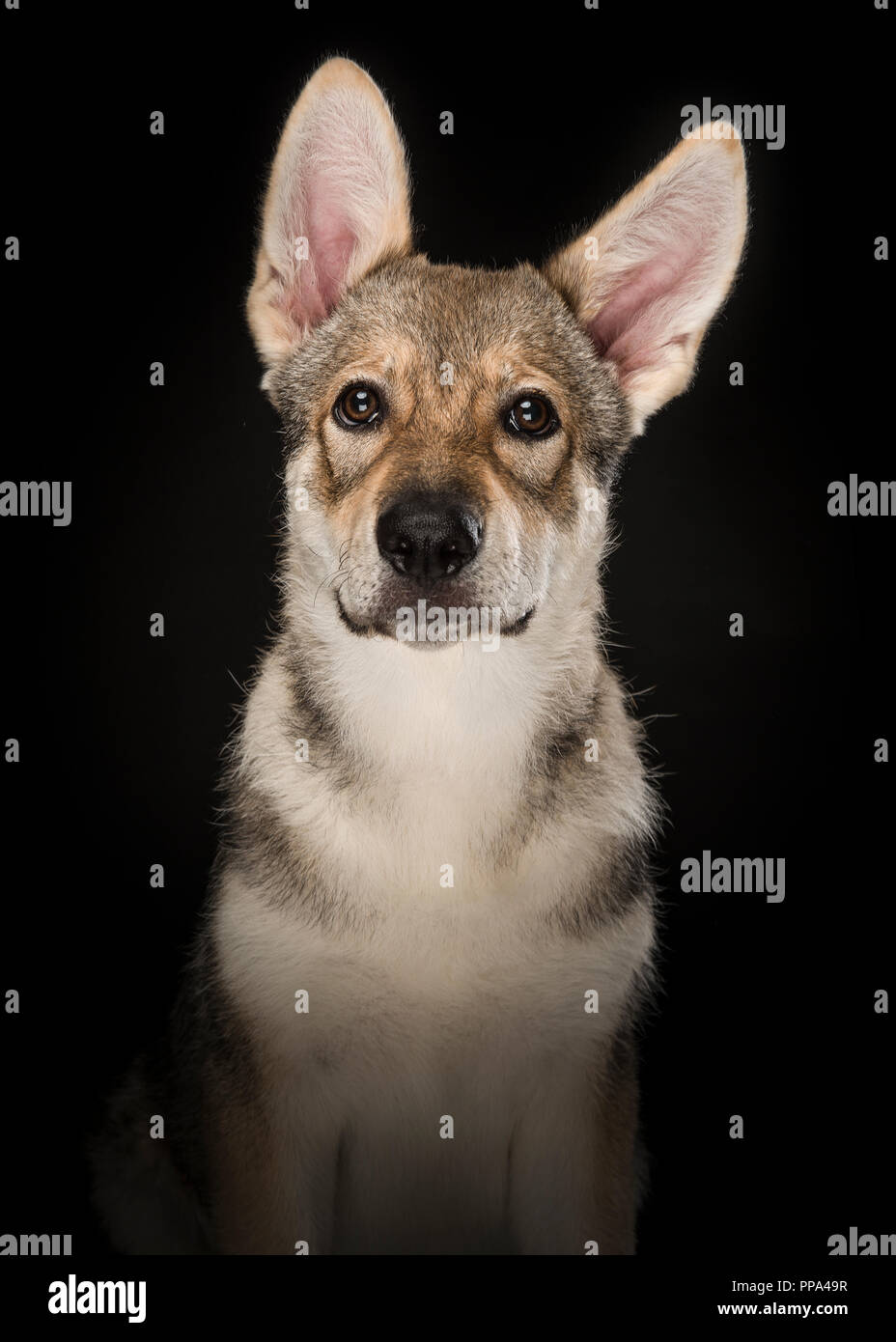 Portrait d'un chien hybride tamaskan pyppy regardant la caméra sur un fond noir Banque D'Images