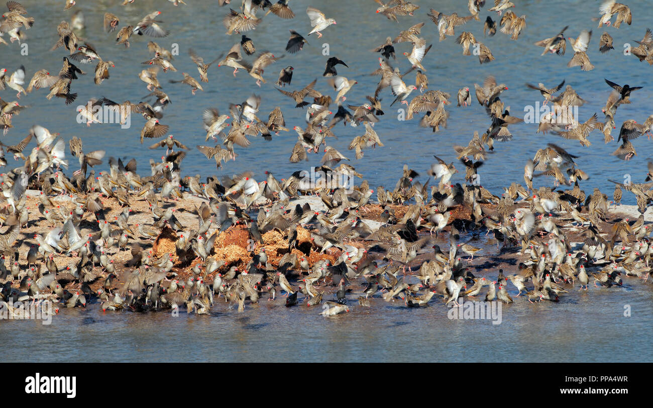 Troupeau de queleas à bec rouge (quelea Quelea) eau potable, Etosha National Park, Namibie Banque D'Images