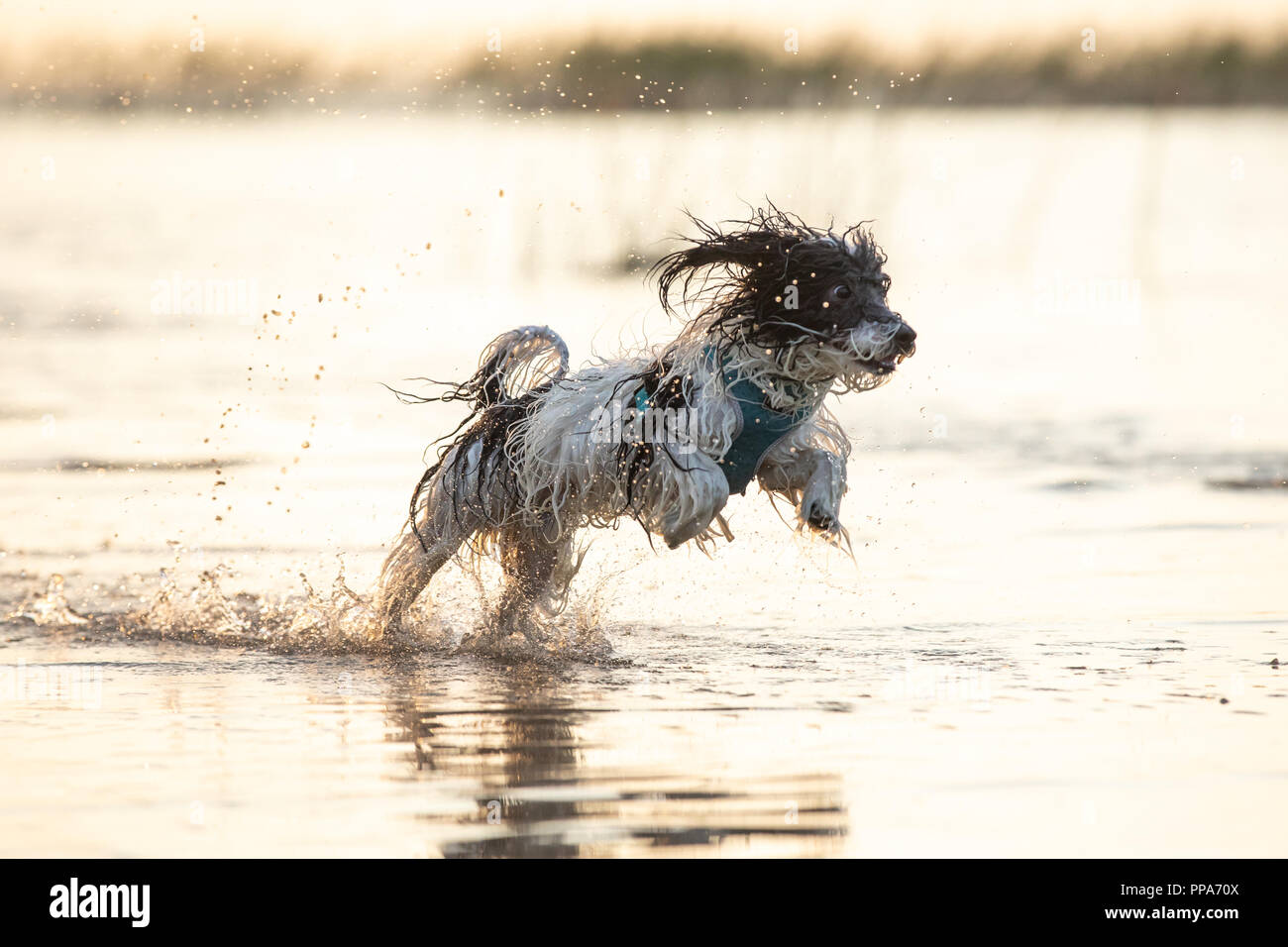 Un Petit Chien Poilu Noir Et Blanc Tournant Autour Dans Des