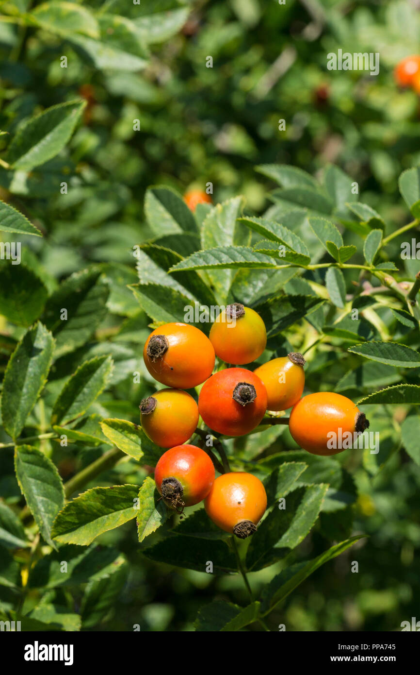 Maturation des baies d'églantier pour alimentation d'hiver Banque D'Images
