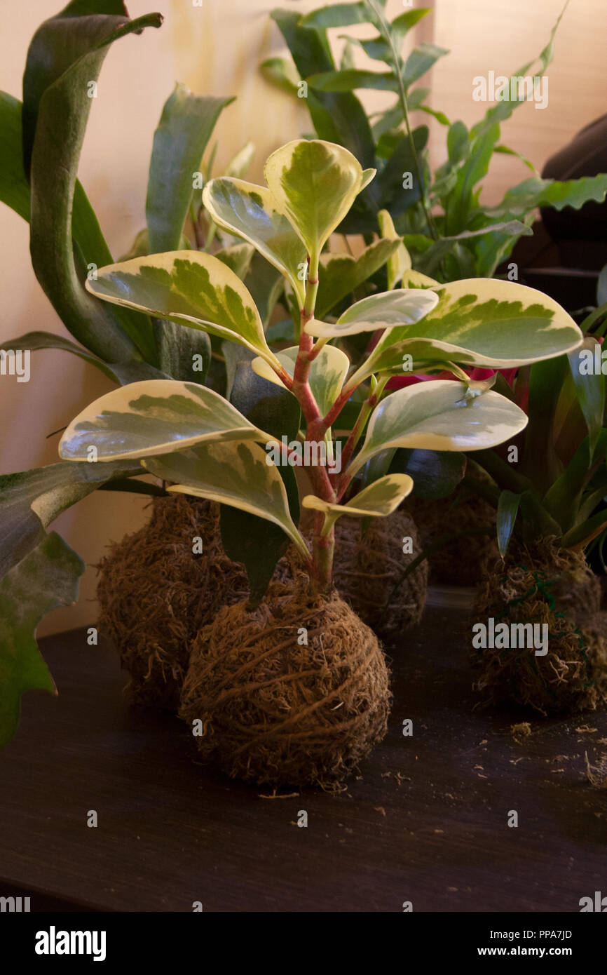 Kokedama avec Peperomia obtusifolia plante sur table en bois foncé Banque D'Images
