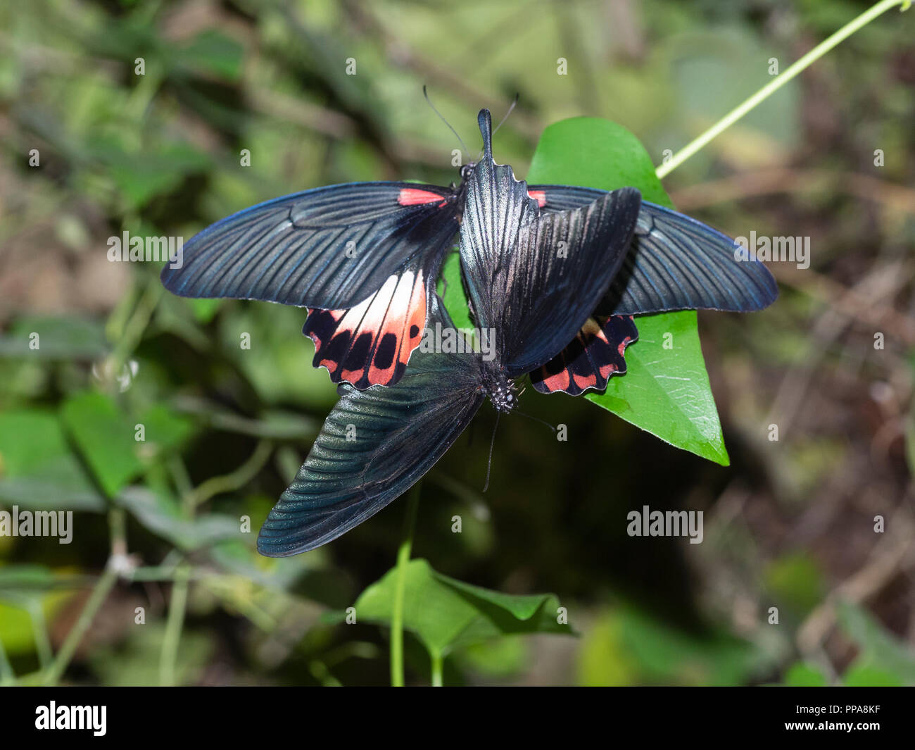 Élevage en captivité Grand Mormon Papilio memnon, papillons, l'accouplement à la ferme des papillons de Buckfast, Devon, UK Banque D'Images