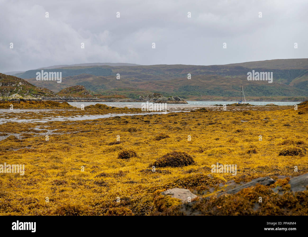 Le loch Sunart, Ecosse Banque D'Images