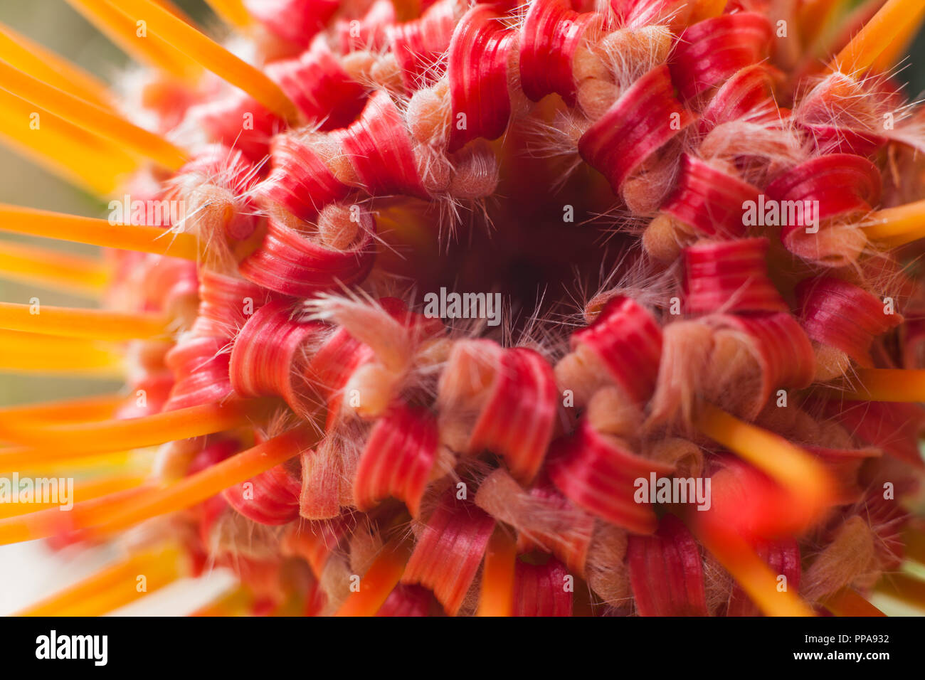 Leucospermum cordifolium Banque D'Images