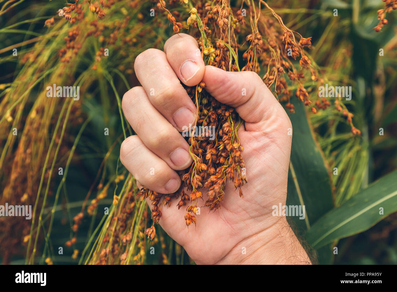 L'examen de l'agriculteur venu le millet (Panicum miliaceum), close up of hand Banque D'Images