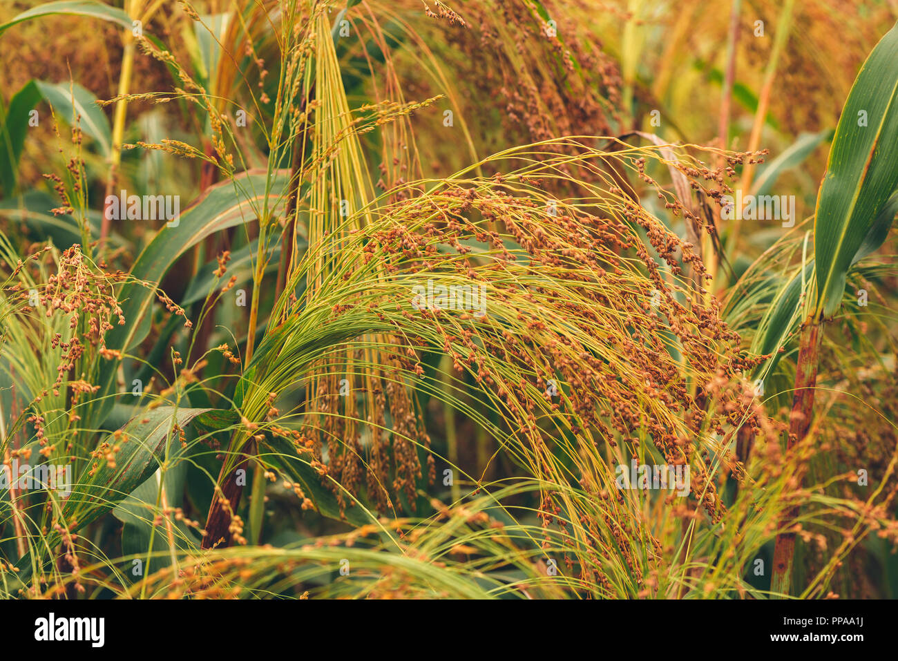 Le millet cultivé en champ agricole Banque D'Images