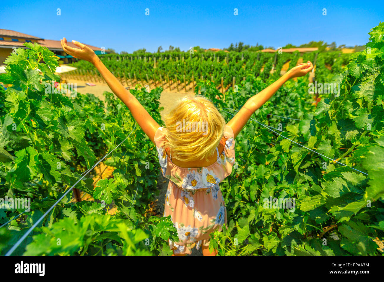 Paysage pittoresque de vineyard winery vendanges. Femme insouciante à bras ouverts dans les rangées de vignes. Tour de dégustation de vin dans la région de Los Olivos, Santa Ynez Valley, au nord de Santa Barbara, Californie, USA. Banque D'Images