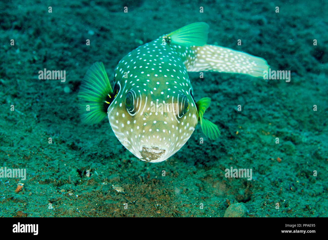 White spotted puffer, Arothron hispidus, Bali Indonésie. Banque D'Images