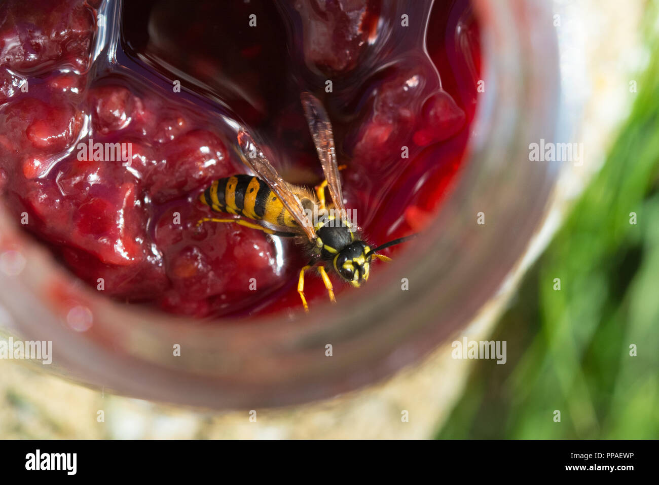 Guêpe commune (Vespula Vulgaris) attiré par un pot de confiture de framboises Banque D'Images
