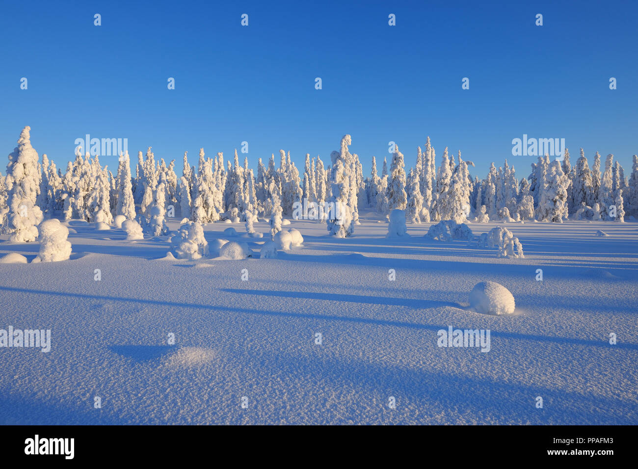 Paysage d'hiver, couverts de neige Haataja, Kuusamo, Nordoesterbotten, Pohjois Pohjanmaa, Finlande, Suomi Banque D'Images