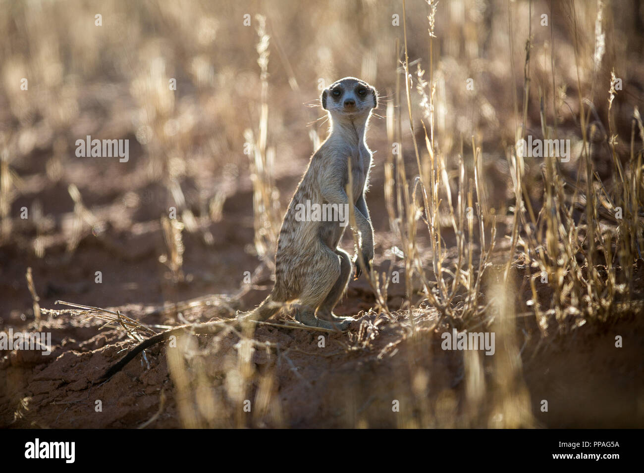 Un suricate debout entre les hautes herbes, à l'affût avec le soleil illumine l'herbe de l'arrière. Banque D'Images