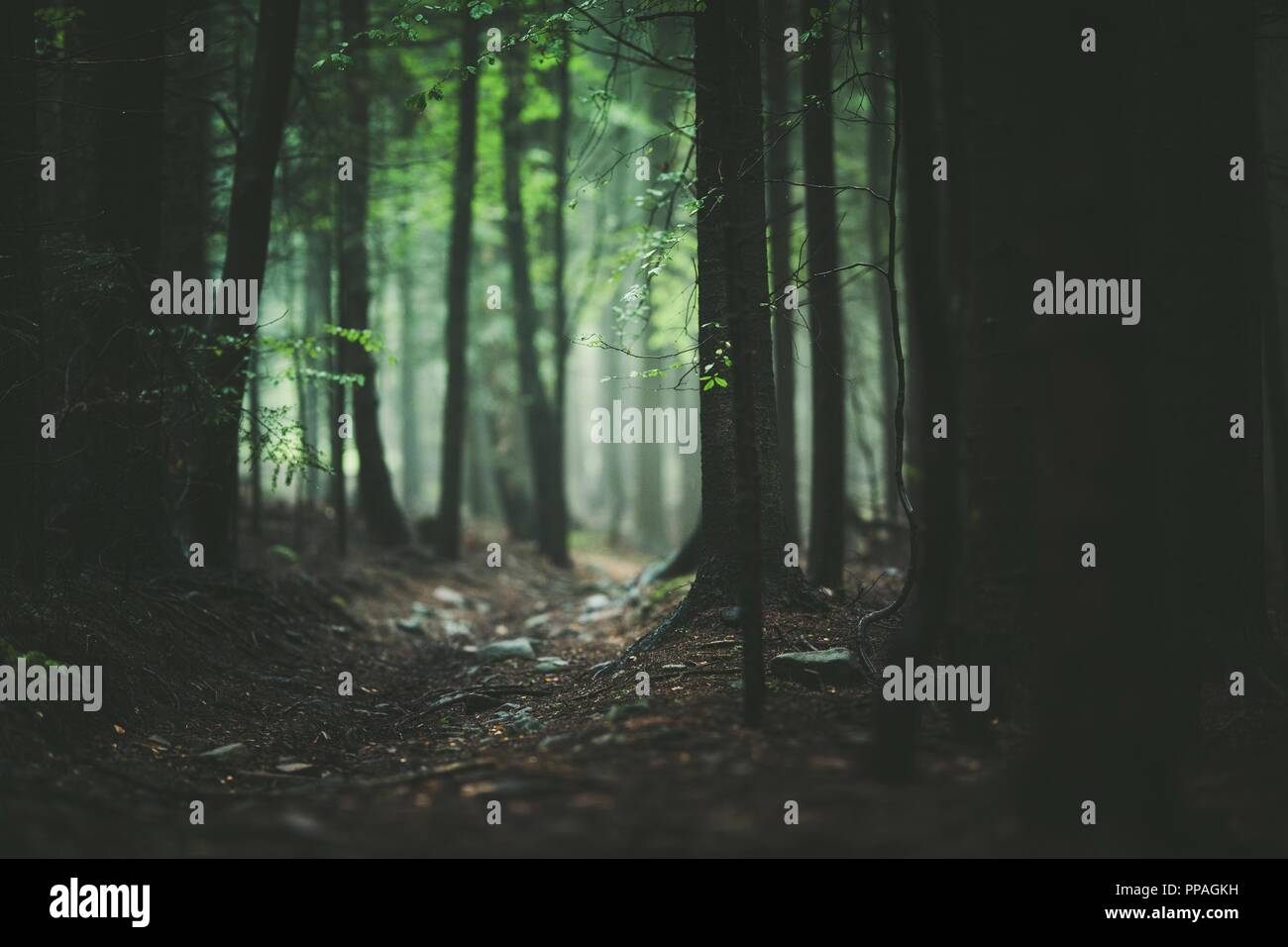 Feuille large sentier forestier Chemin. Forêt décidue tempérée au début du printemps. Banque D'Images