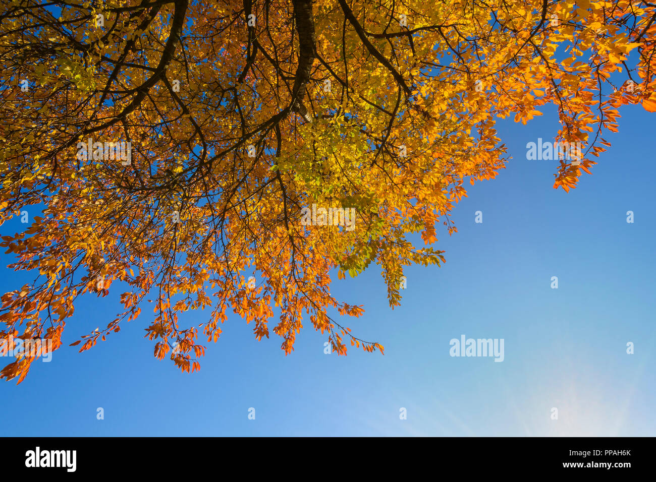 Cerisier colorés feuilles à l'automne, Franconia, Bavaria, Germany Banque D'Images