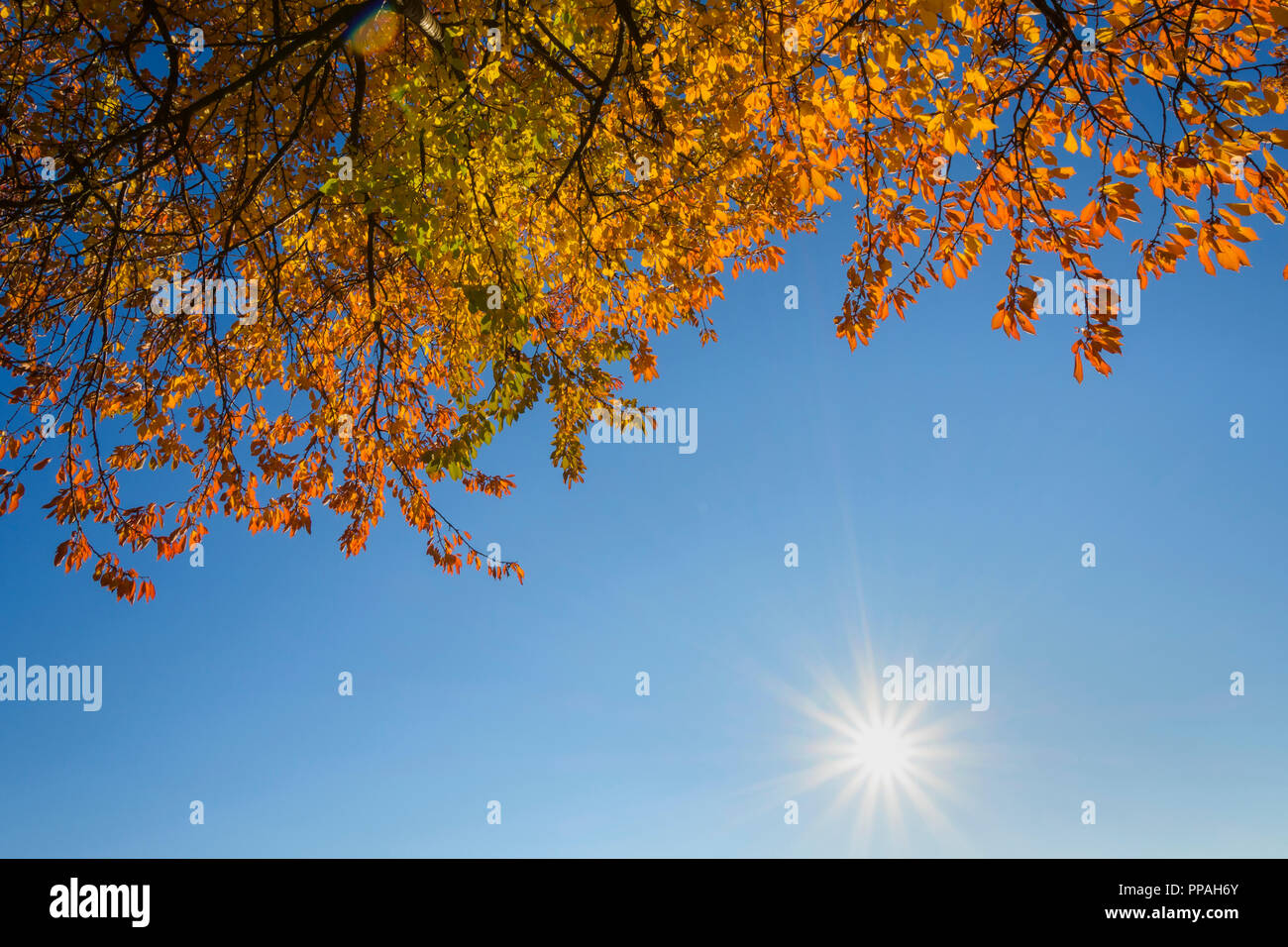 Feuilles de cerisier colorés avec Sun à l'automne, Franconia, Bavaria, Germany Banque D'Images