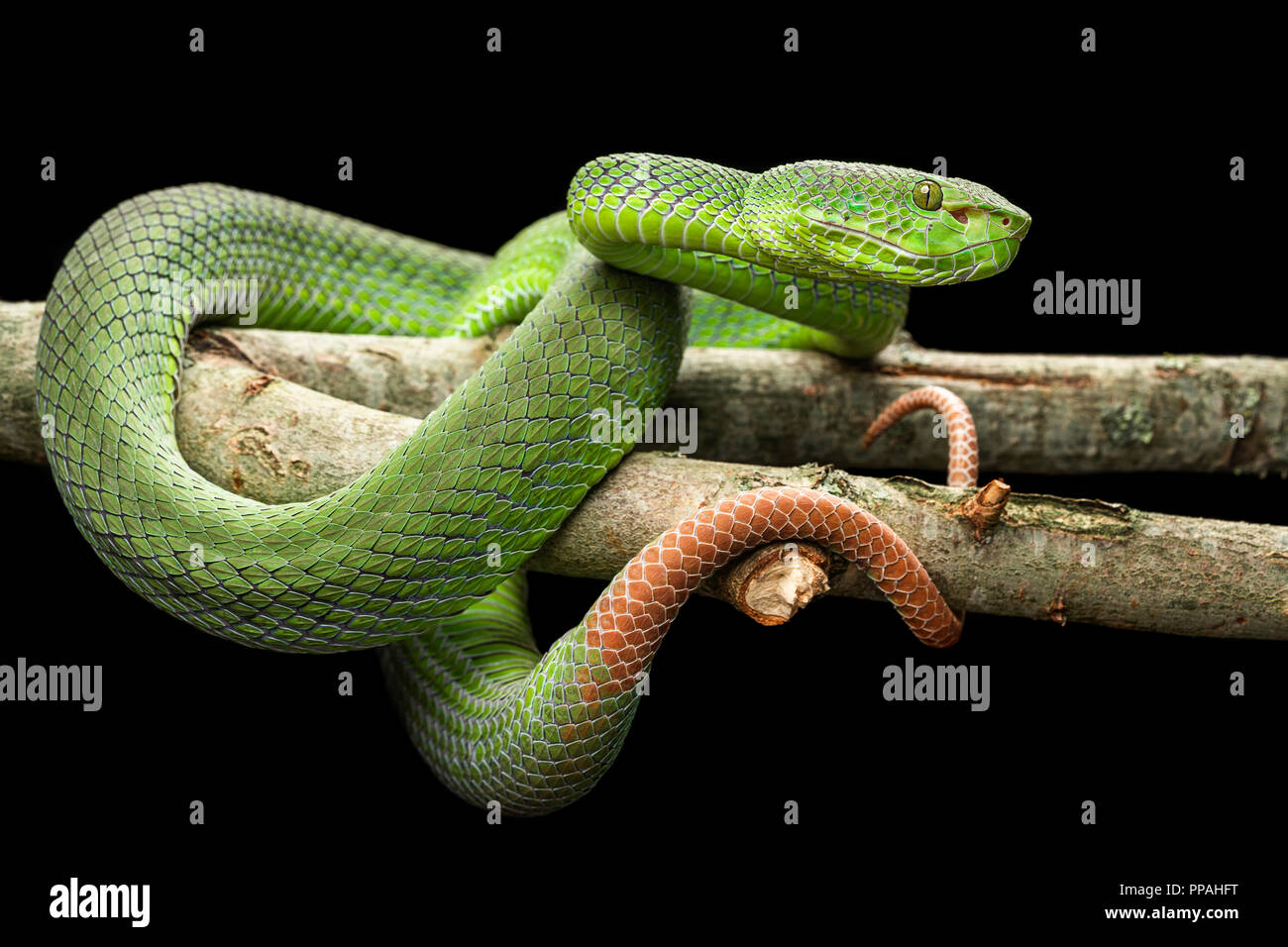 Trimeresurus / fucatus Pitviper Péninsule Siamois Banque D'Images