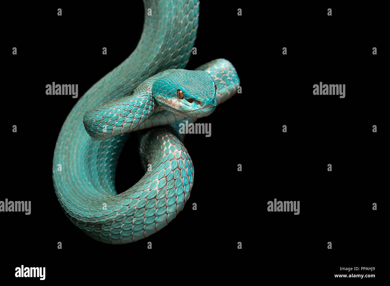 Trimeresurus insularis / blanc-lipped pit viper island Banque D'Images