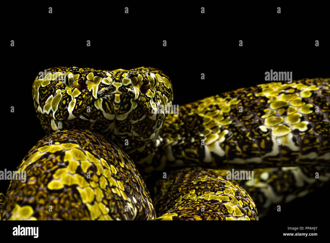 Protobothrops mangshanensis / Mangshan viper Banque D'Images