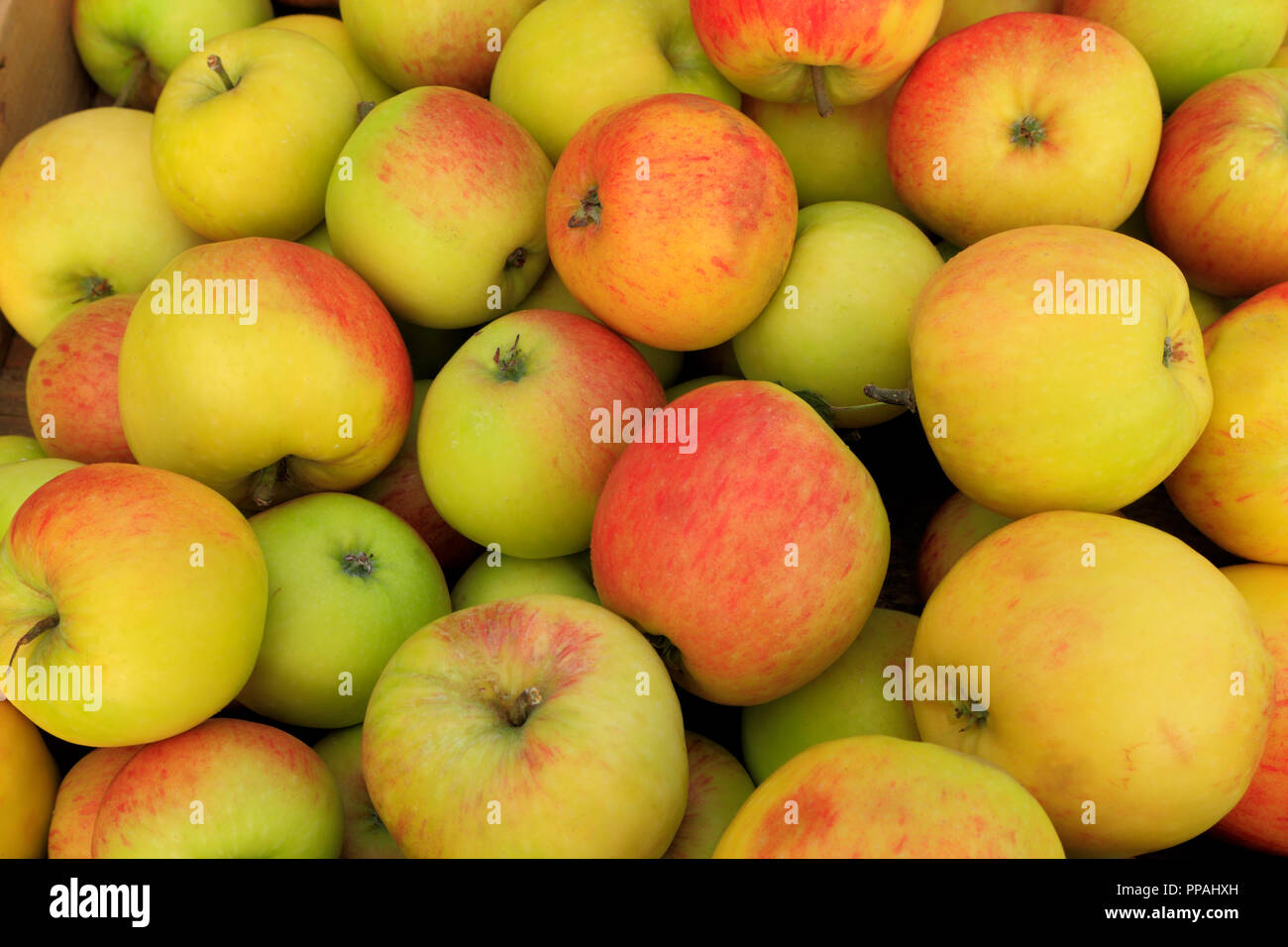 'Apple', James Grieve farm shop display, pommes, Malus domestica, fruits comestibles, Banque D'Images