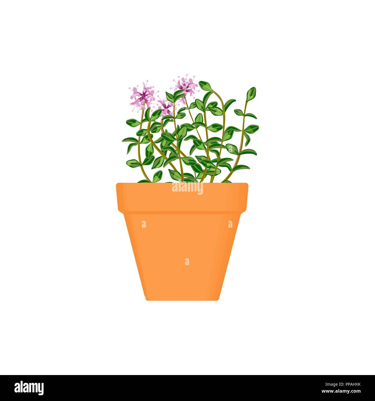 Vecteur d'origan herbes culinaires en pot en terre cuite. De plus en plus vert. Le jardinage. Pour la publicité, affiche, web bannière Illustration de Vecteur