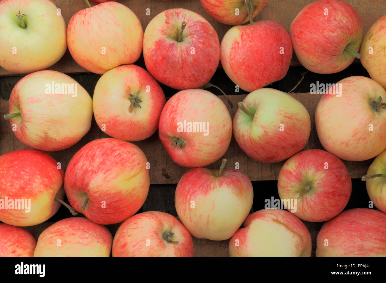 Apple, 'Suffolk Pink', les pommes, le magasin de la ferme, l'affichage, Malus domestica, fruits comestibles, Banque D'Images