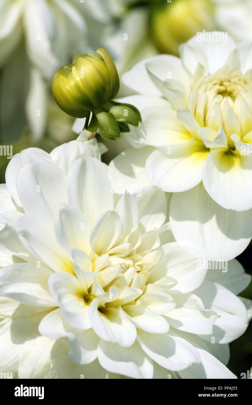 Dahlia Dame Lael Asteraceae Variété De Chrysanthème