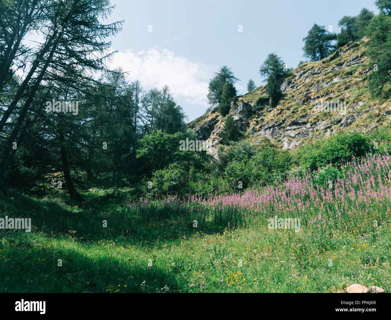 La vallée de montagnes suisses et fleurs sky trees green panorama près du lac Ristorante Medici de la forêt de bois à très haute heights Banque D'Images