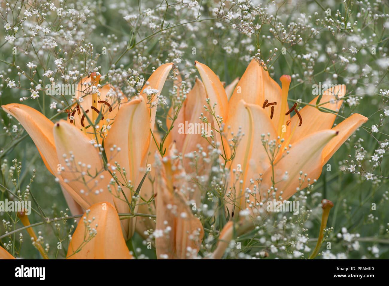 Une grosse orange tiger lily en été entouré de gypsophile (Gypsophila paniculata) dans le jardin Banque D'Images