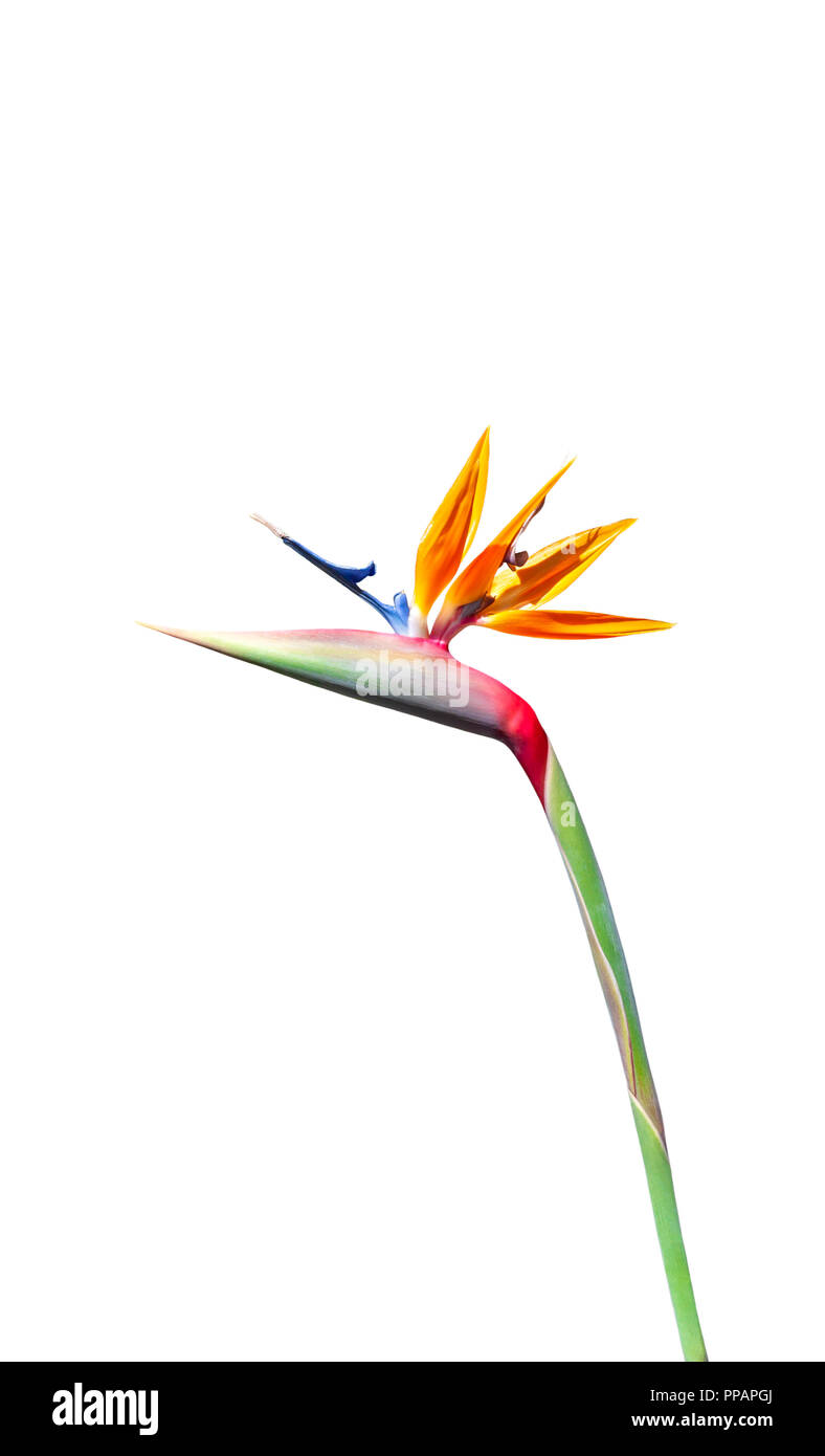 Oiseau de paradis avec fleur rouge vibrant jaune bleu et vert avec ombre sur pétale isolé sur fond blanc Banque D'Images