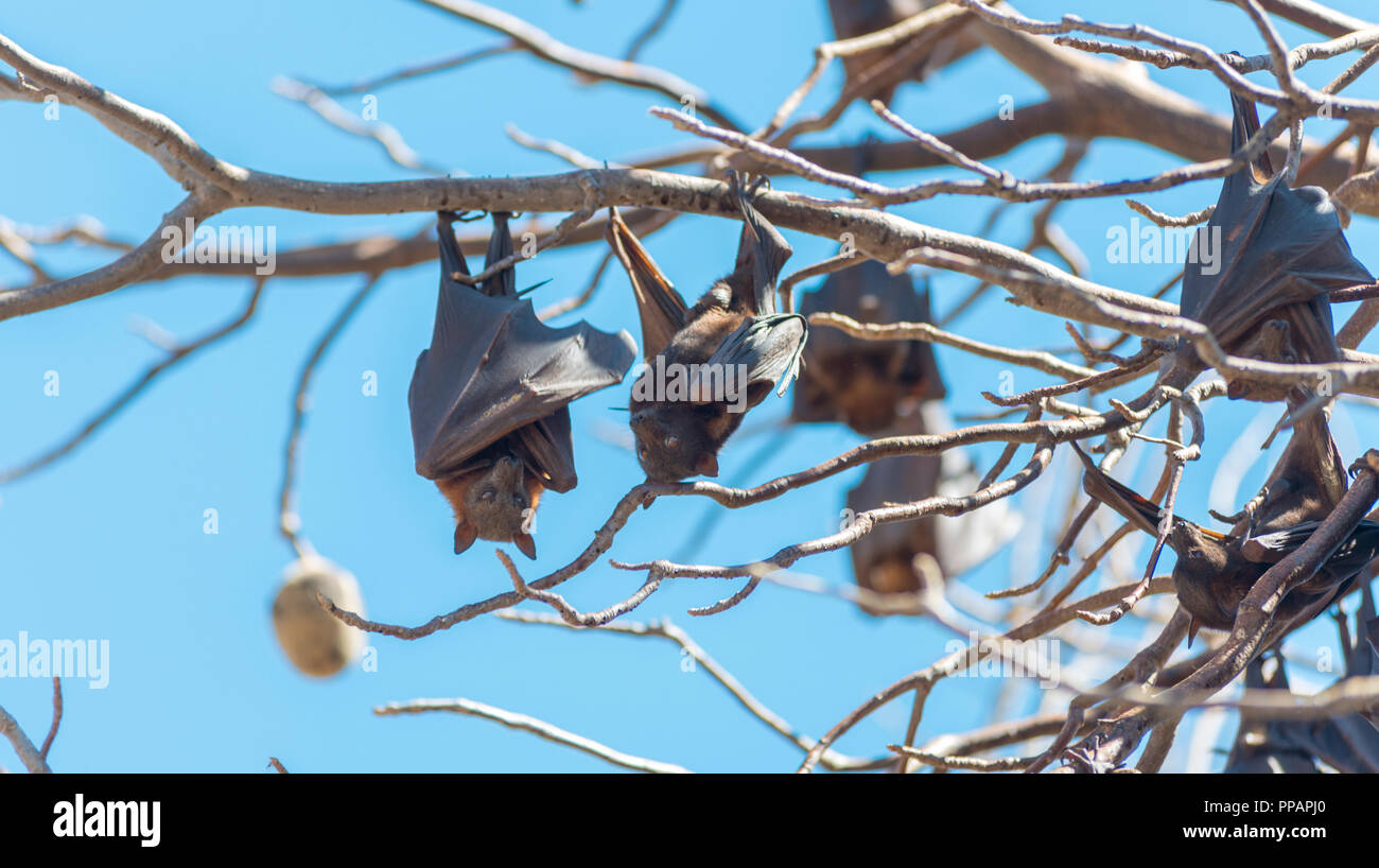 Mega, bat, Megachiroptera Megachiroptera Pteropodidae, des chauves souris, Pteropus Poliocephalus, Australie de l'Ouest, le parc national de Nitmiluk, Katherine Gorge Banque D'Images