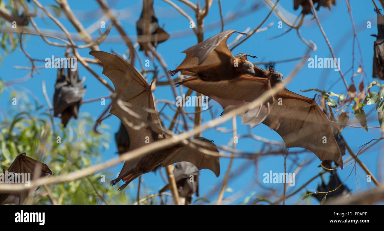 Mega, bat, Megachiroptera Megachiroptera Pteropodidae, des chauves souris, Pteropus Poliocephalus, Australie de l'Ouest, le parc national de Nitmiluk, Katherine Gorge Banque D'Images