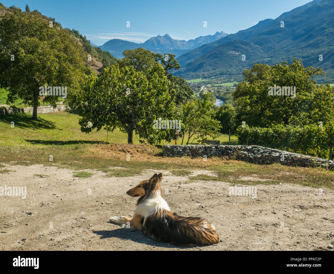 Chien de ferme berger Shetland à longues oreilles assis à côté de les Granges Vineyard dans la vallée d'Aoste NW Italie Banque D'Images
