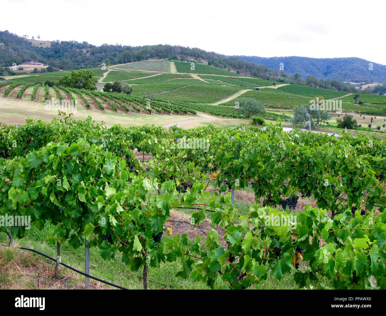 HUNTER VALLEY Australie Nouvelle Galles du Sud est la région de la vigne Banque D'Images