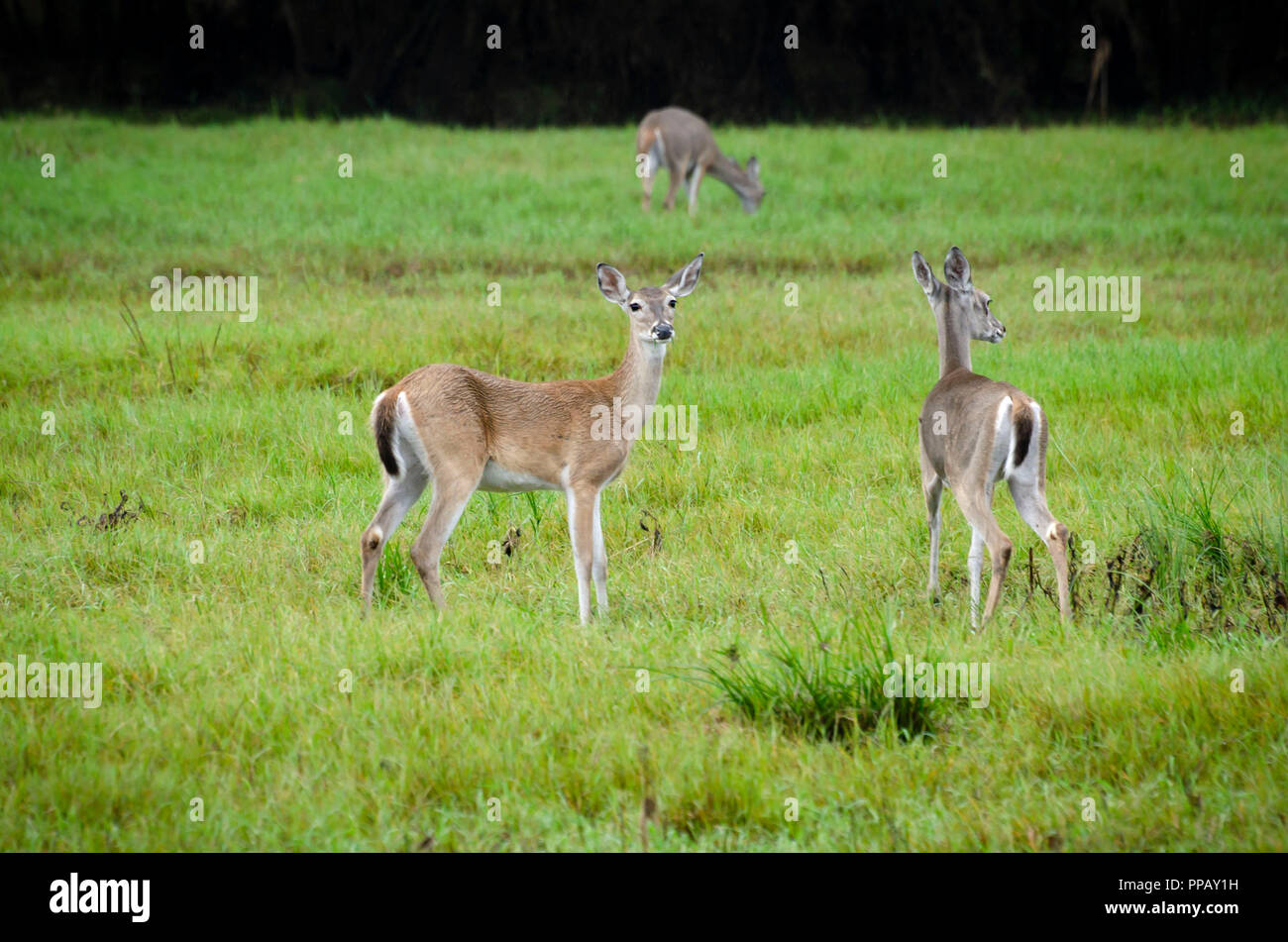 Doe whitetail deux broutent tout en restant alerte Banque D'Images