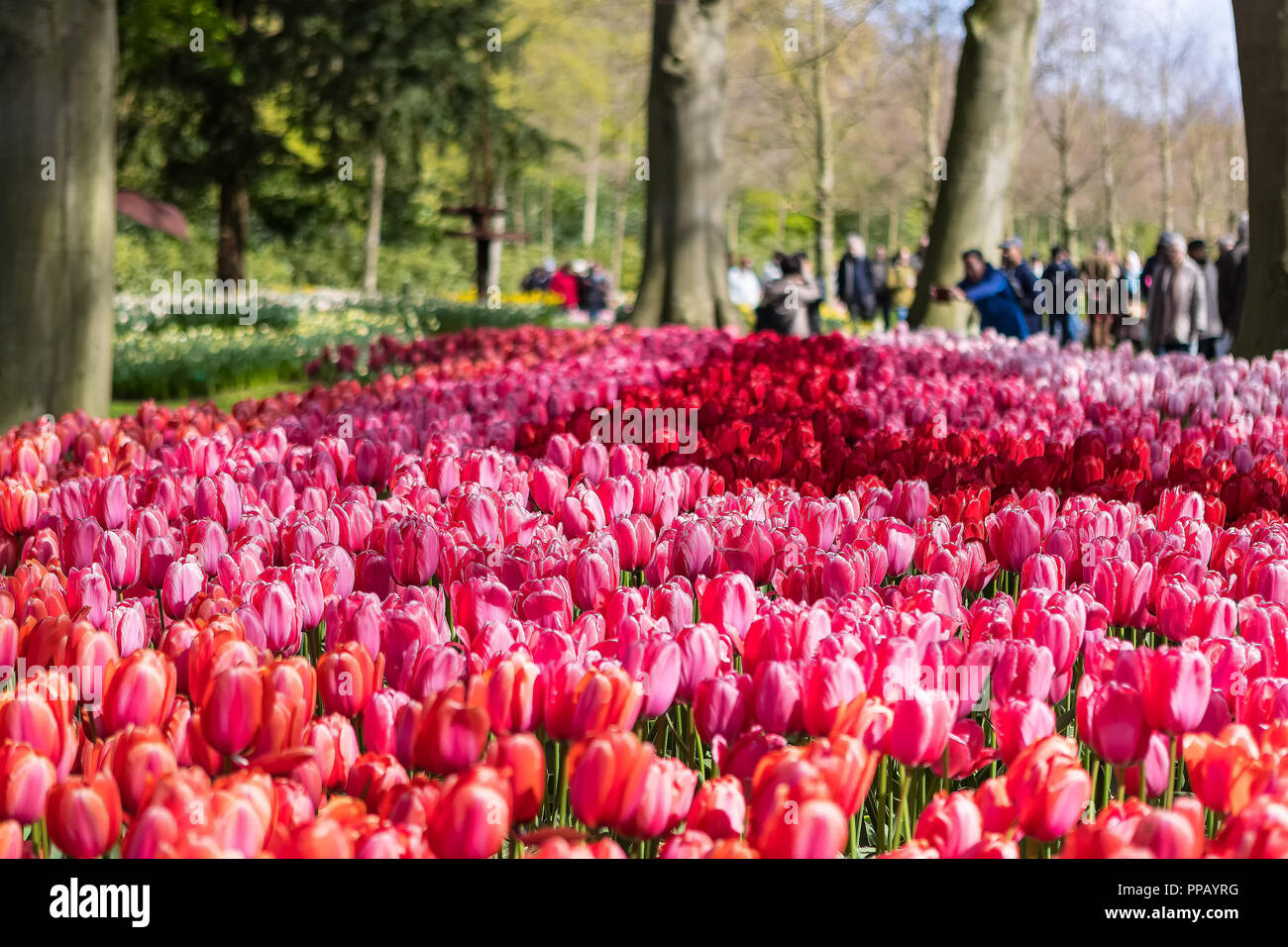 La tulipe rouge et rose lit dans les jardins de Keukenhof, Pays-Bas Photo  Stock - Alamy