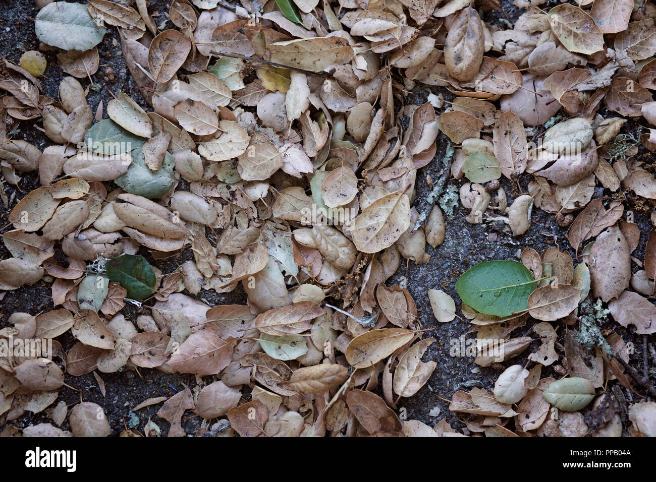 Grand groupe d'une variété de feuilles d'automne sur le sol dans une forêt à Sonoma, California USA Banque D'Images