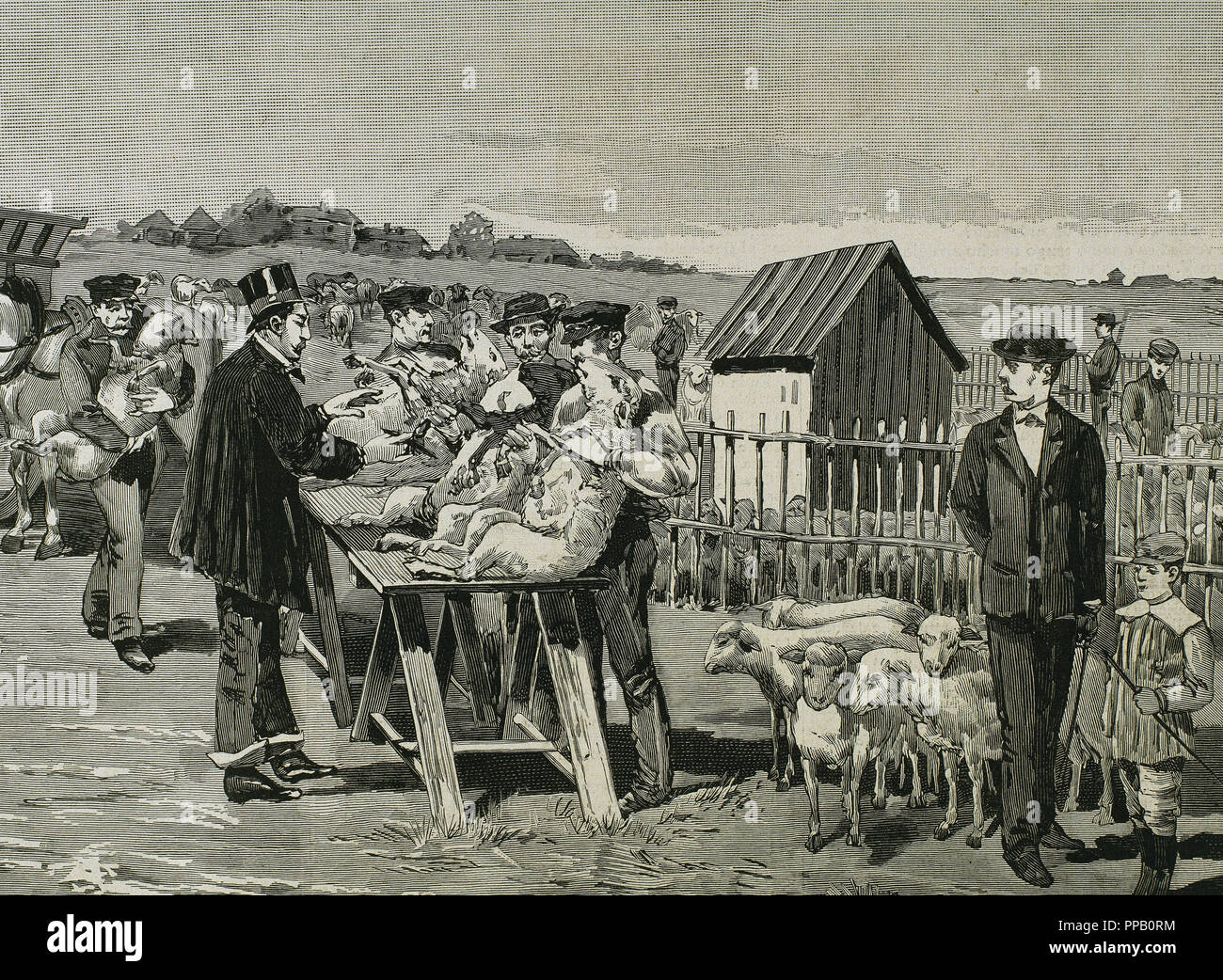 PASTEUR, Louis (1822-1895) chimiste français et bactériologiste. La vaccination des moutons contre le charbon. Agerville (France), 1884. La gravure. Banque D'Images