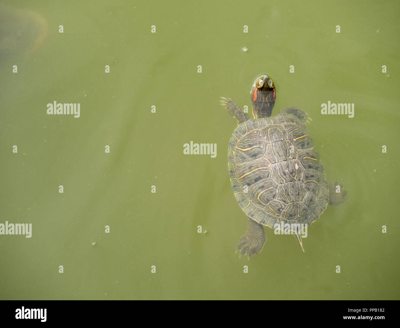 Tortue à oreilles rouges dans l'eau Banque D'Images